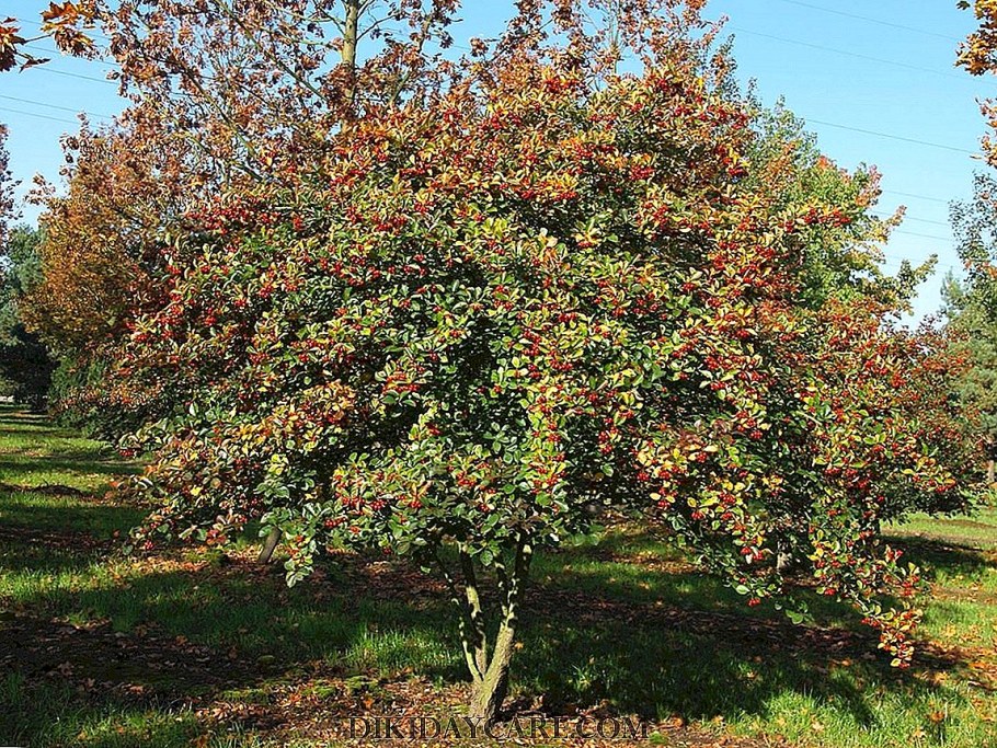 Боярышник сливолистный splendens