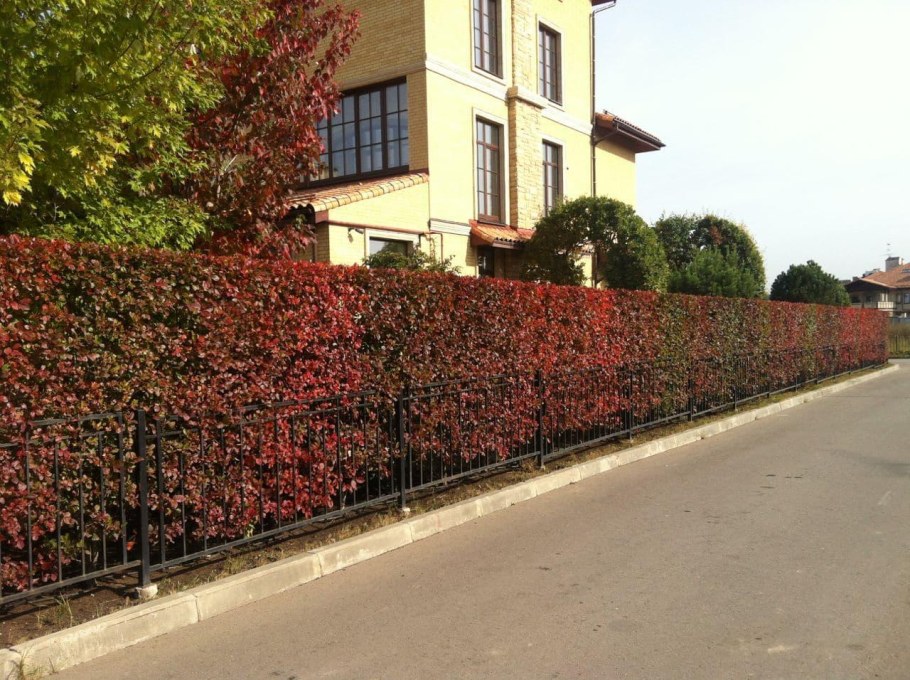 Боярышник кроваво-красный изгородь