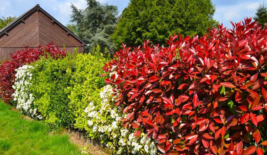 Форзиция, дерен, Барбарис, кизильник