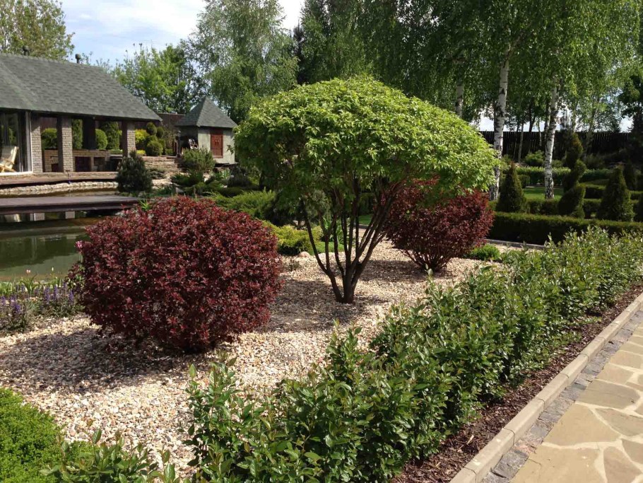 Дерен Элегантиссима ниваки