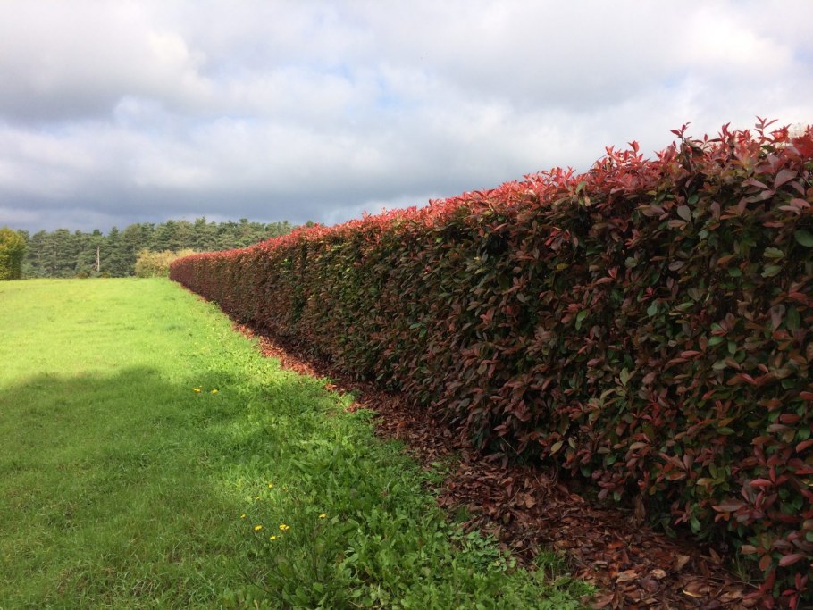 Клен Гиннала Живая изгородь