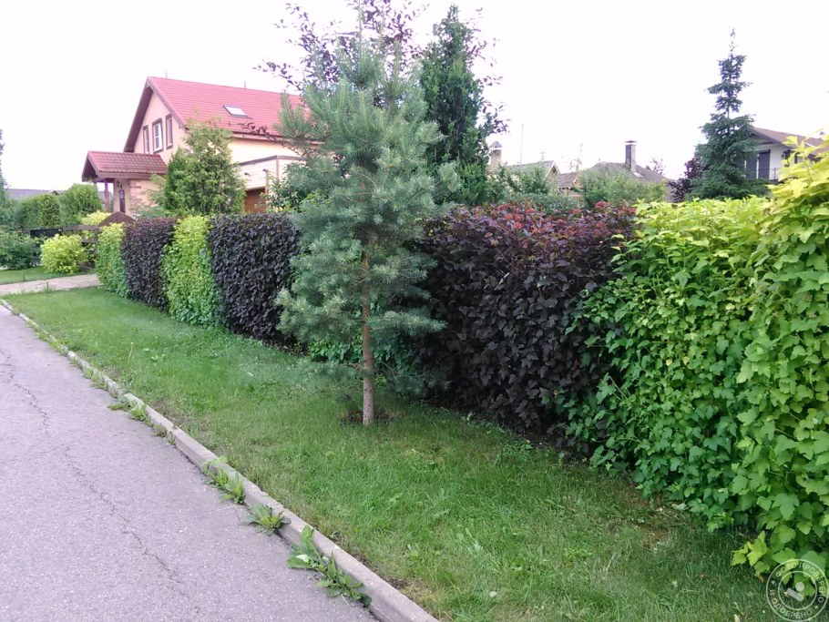 Барбарис оттавский Живая изгородь