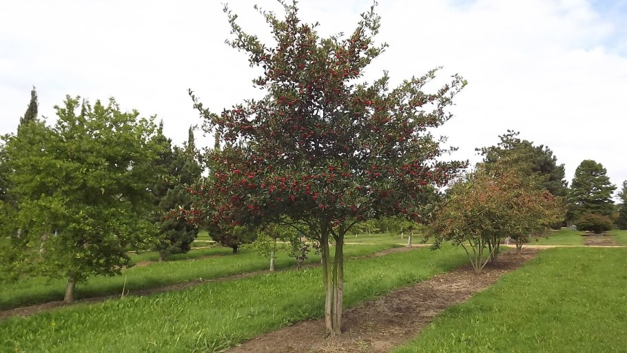 Боярышник сливолистный изгородь