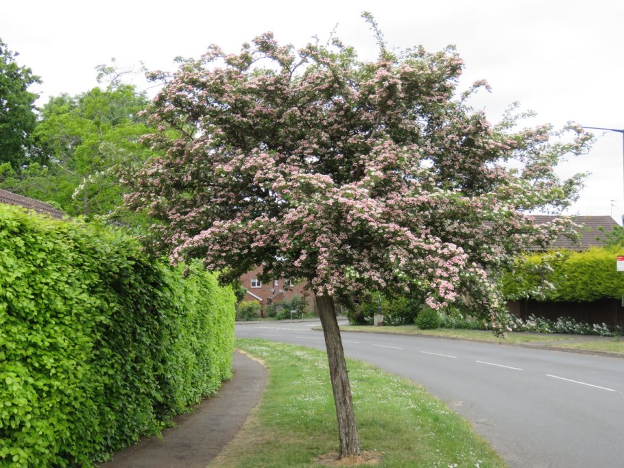 Боярышник однопестичный