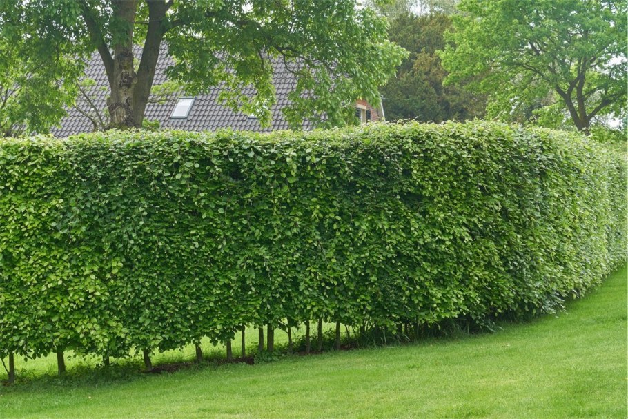 Боярышник сливолистный Живая изгородь