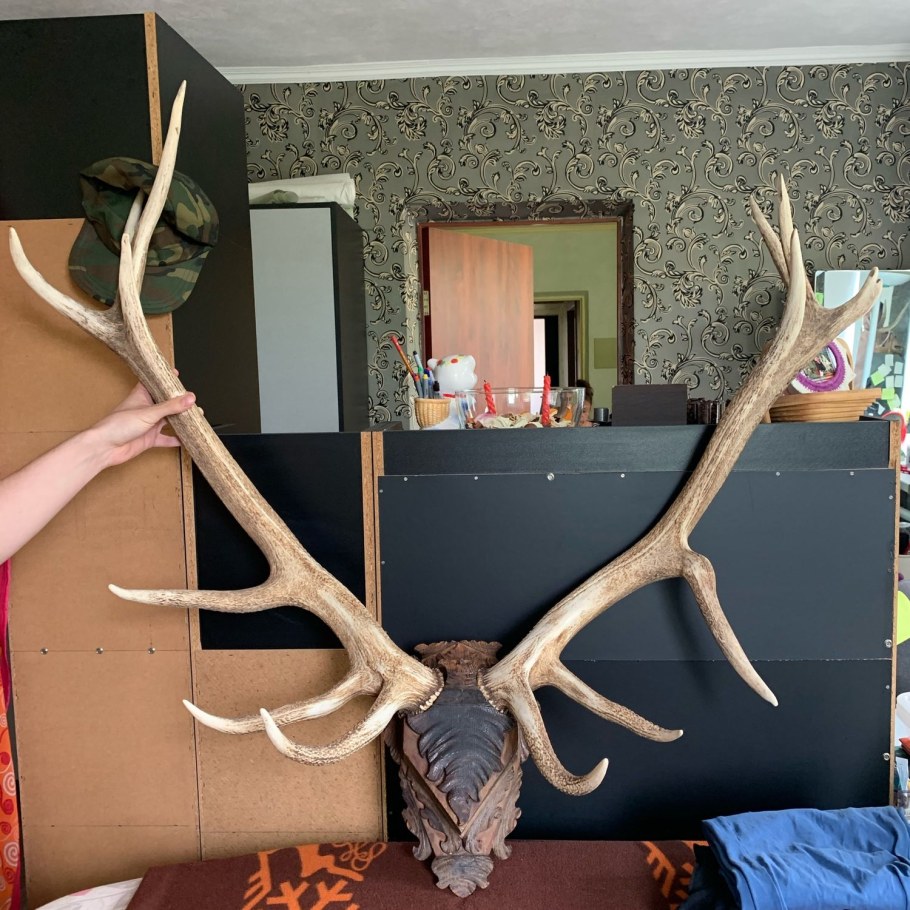 Рога оленя в интерьере