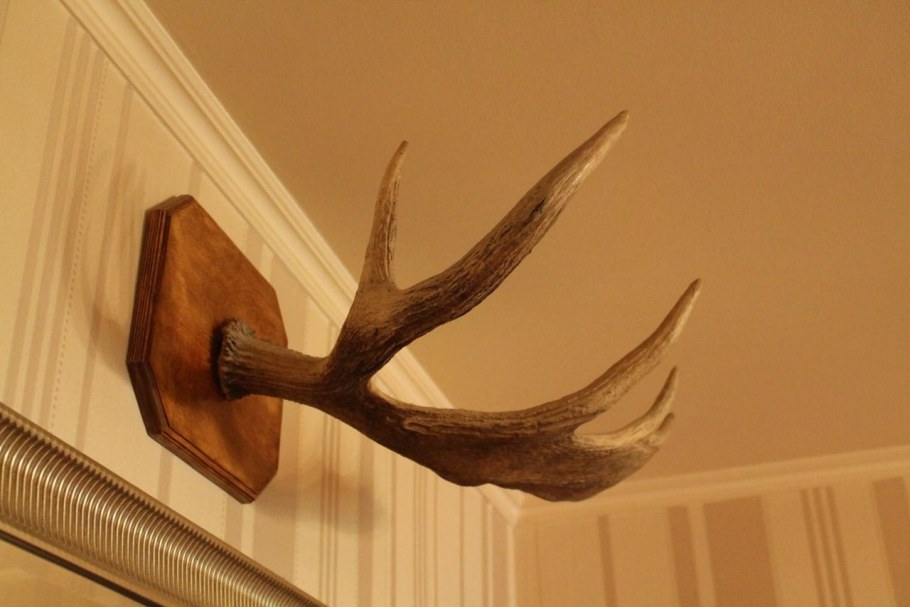Оленьи рога на стене