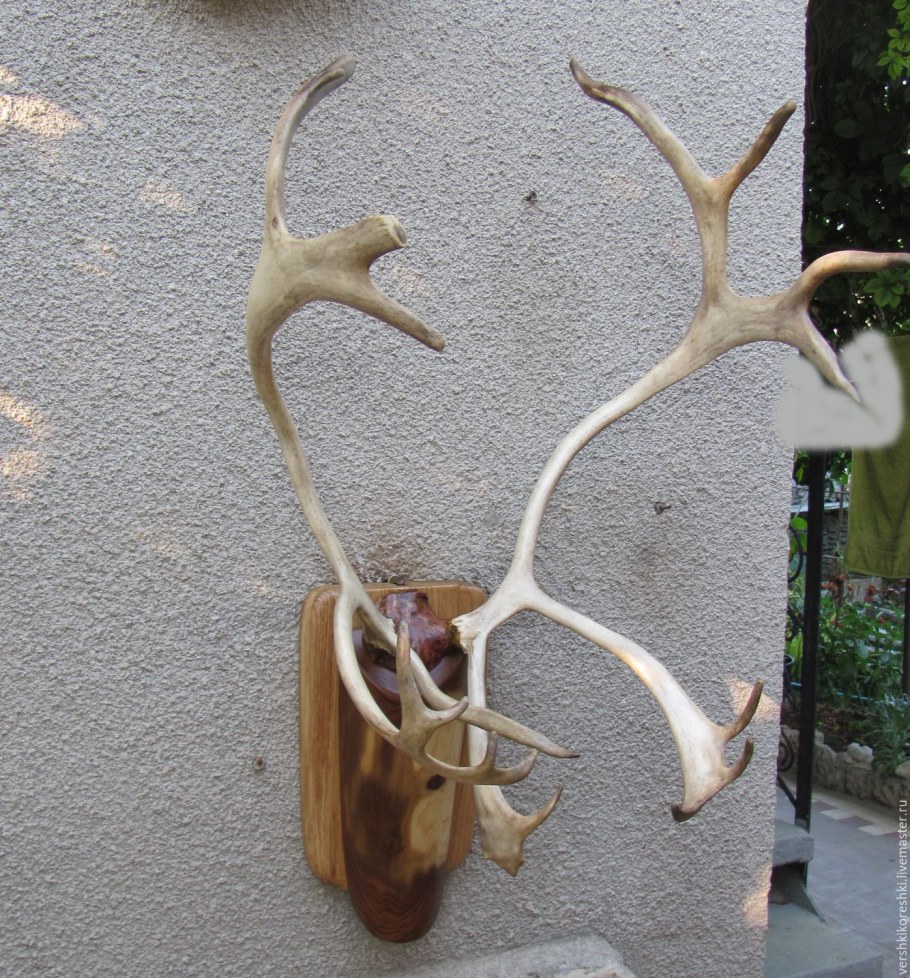 Оленьи рога / Antlers