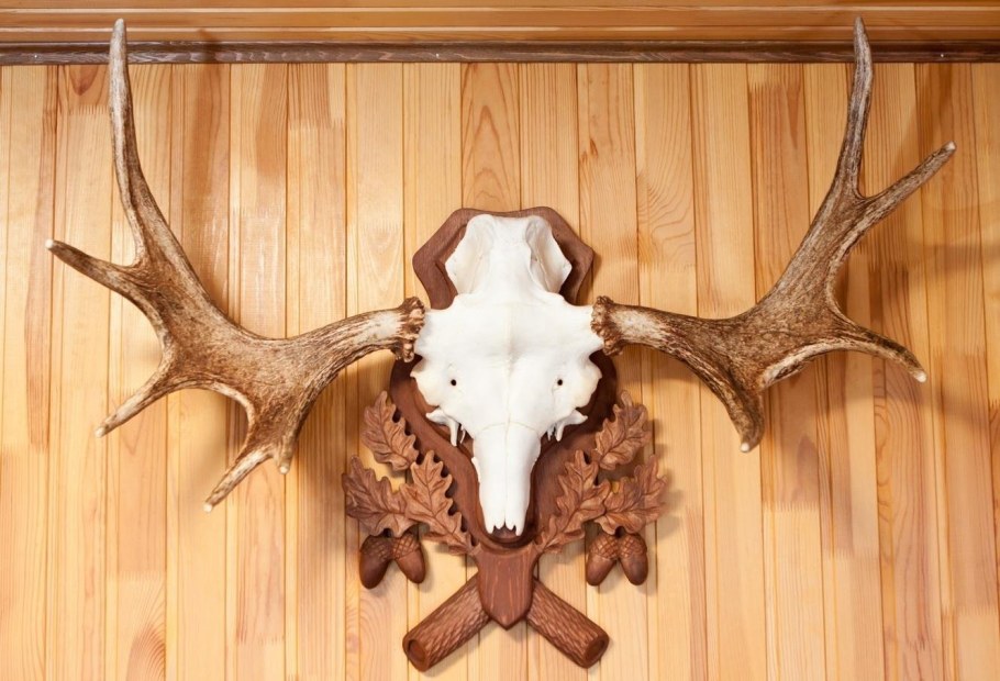 Лосиные рога на стену
