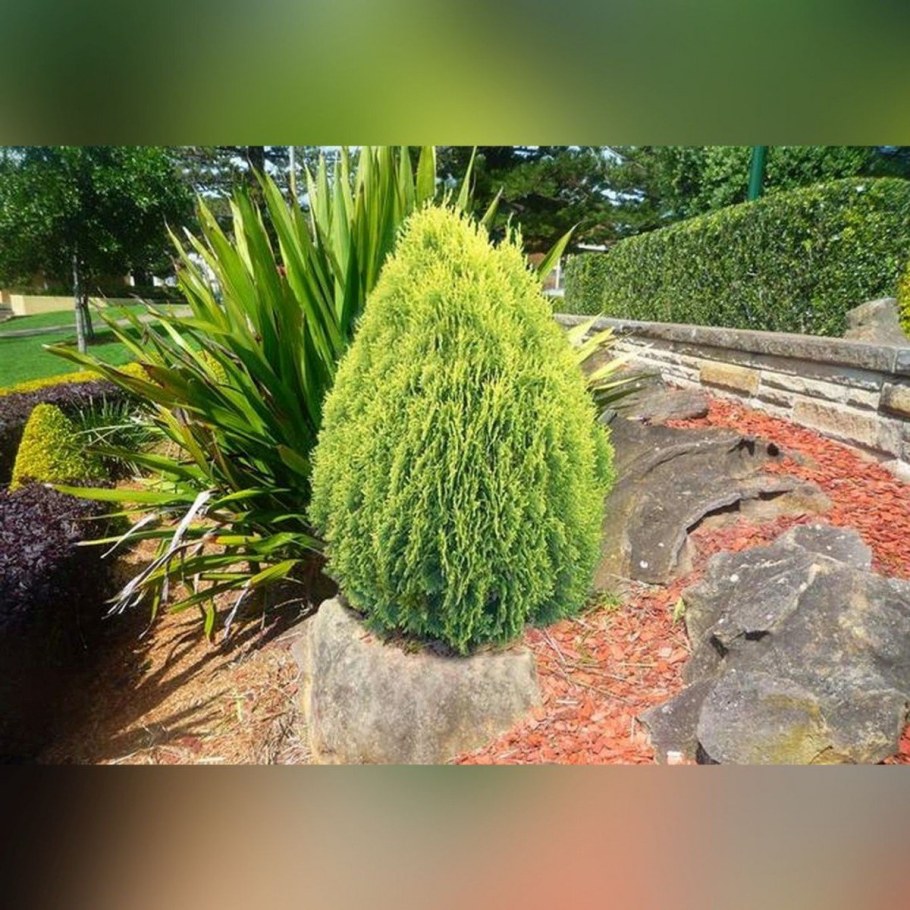 Туя Западная Ауреа Нана