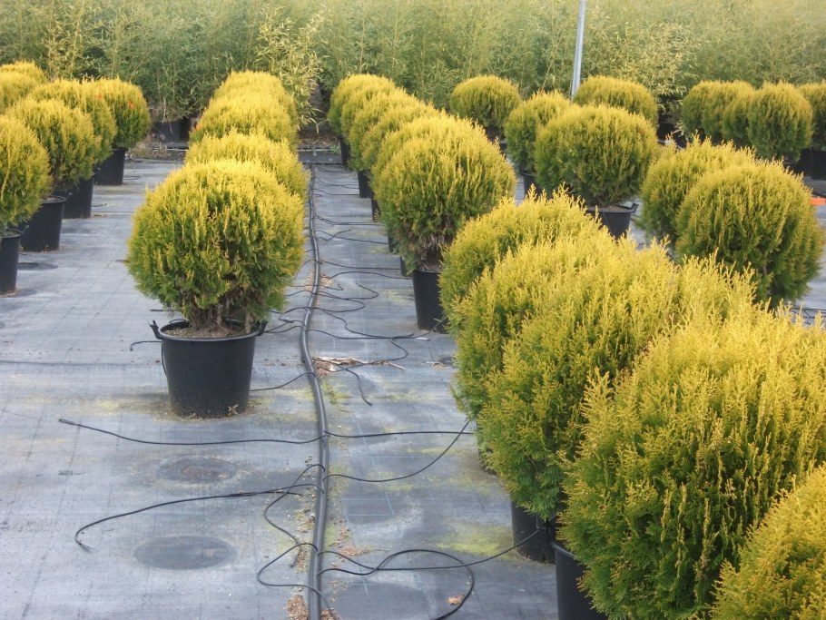 Туя Смарагд Ауреа