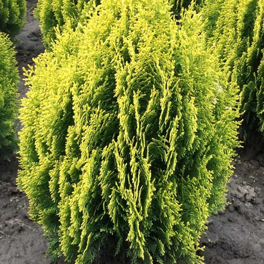 Туя Восточная Ауреа Нана