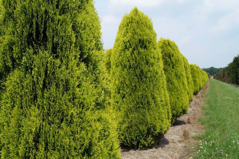 Туя Восточная складчатая