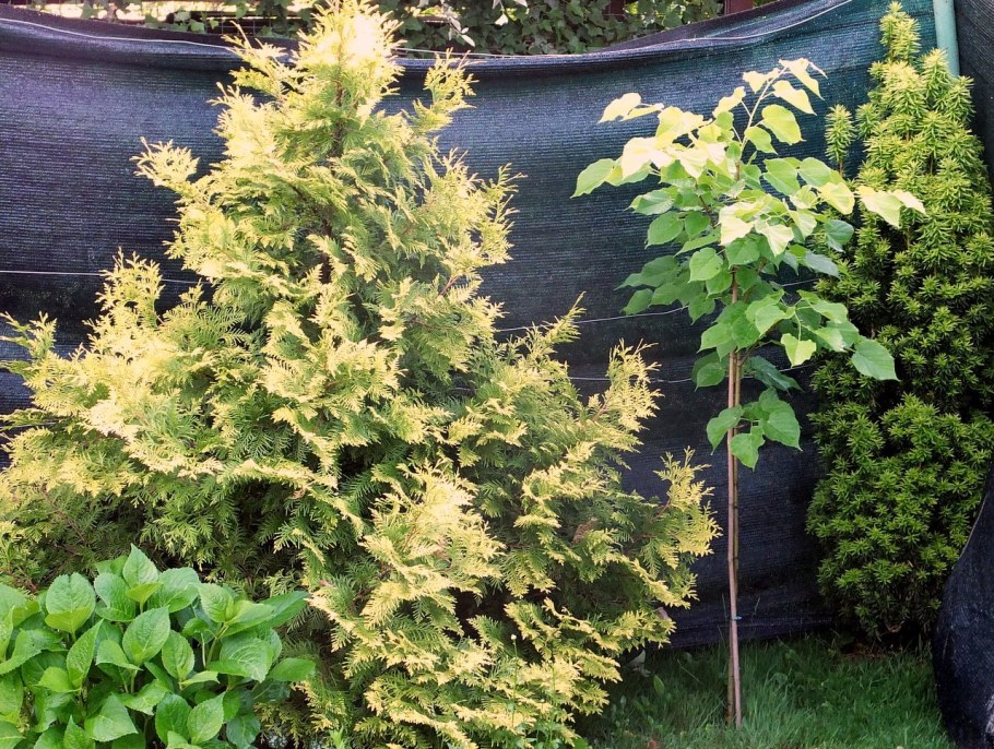 Туя Голден Ауреа Нана