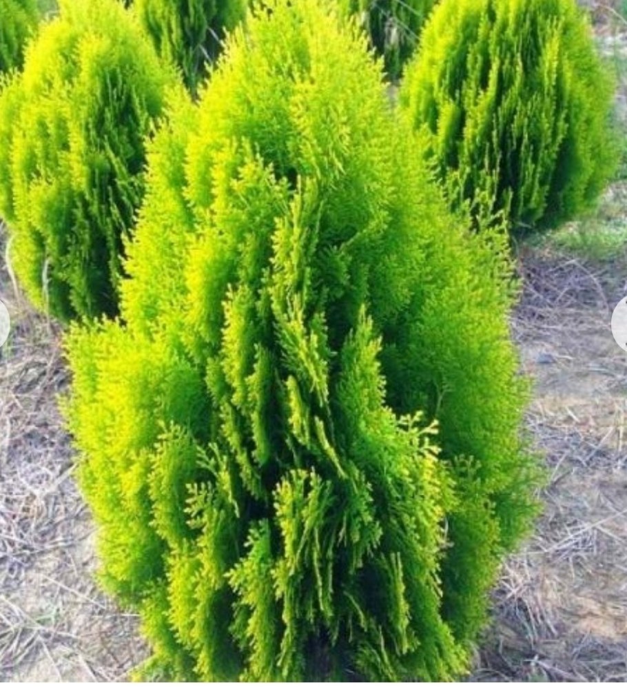 Туя Восточная Ауреа