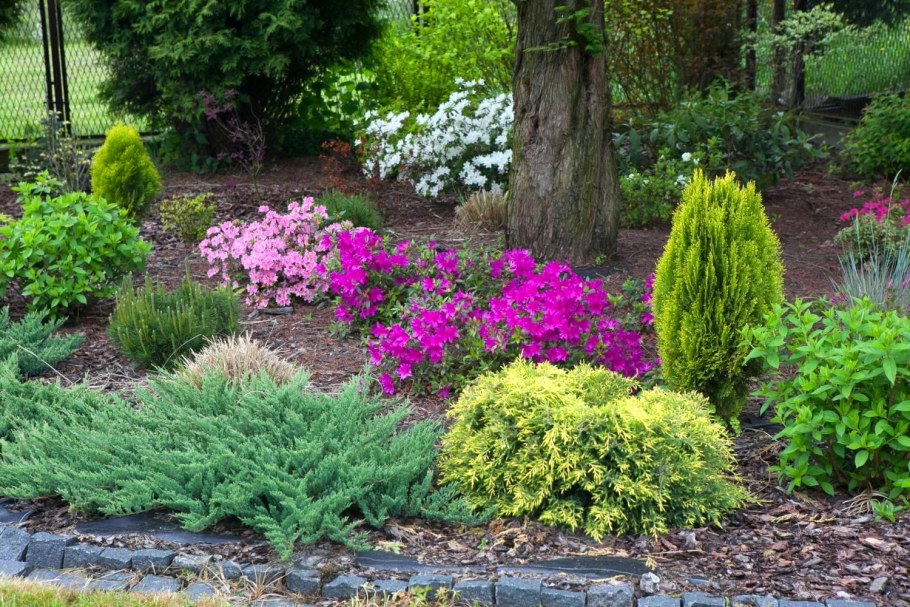 Туя (Aurea Nana) Ауреа Нана