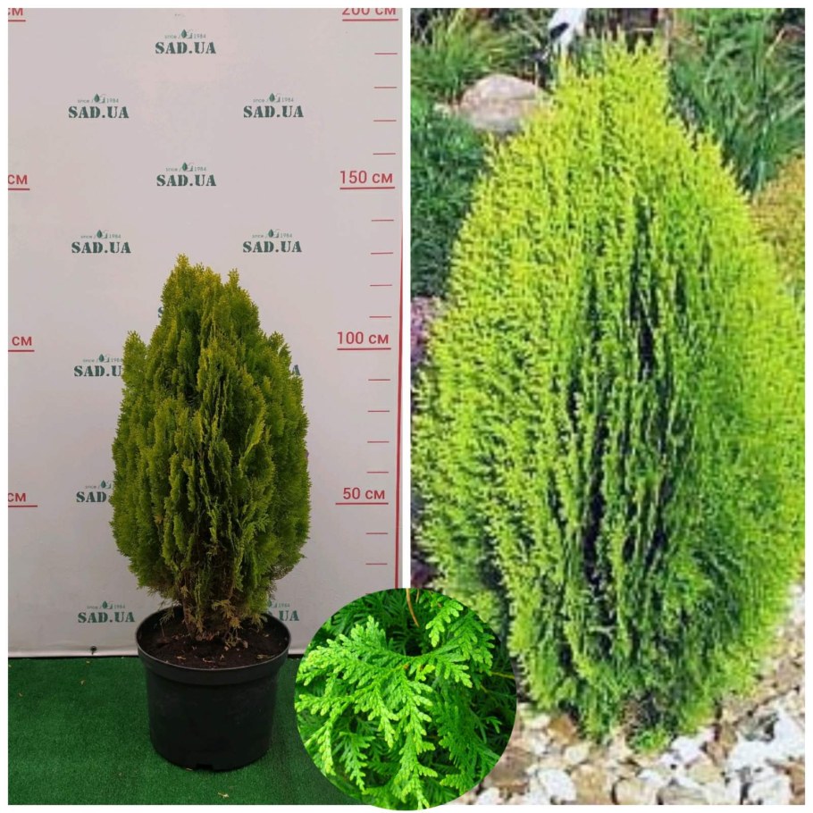 Туя Восточная Ауреа Нана (Aurea Nana)