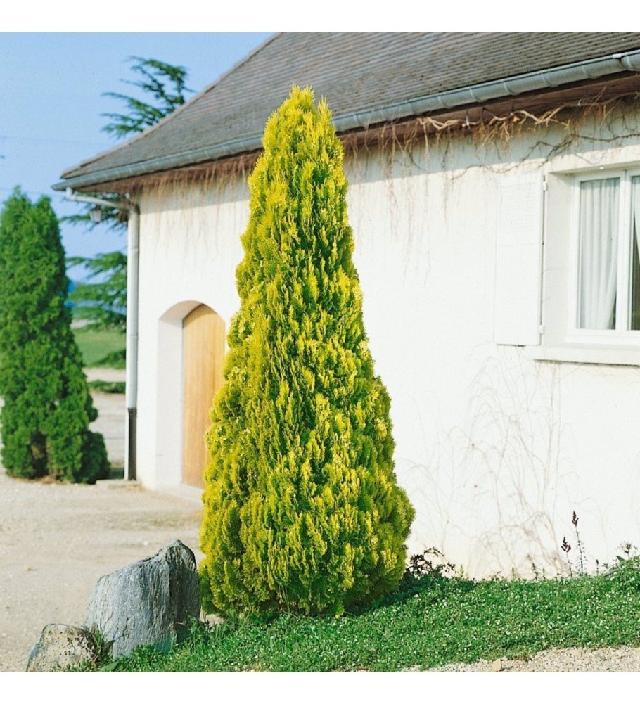 Туя Пирамидалис Ауреа