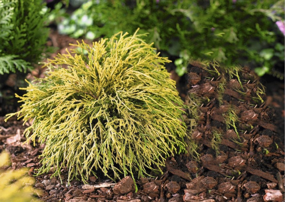 Кипарисовик горохоплодный Филифера Нана