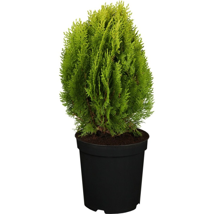 Туя Восточная Ауреа Нана (Aurea Nana)