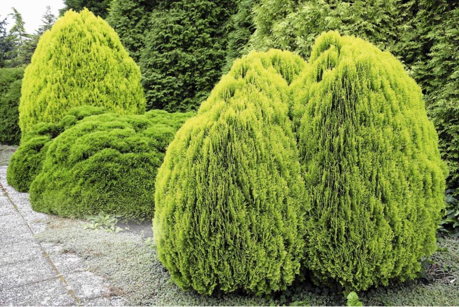 Туя Восточная Ауреа