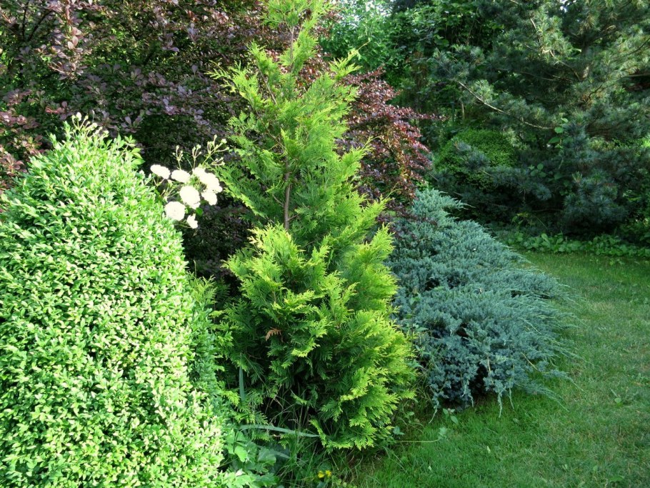 Туя Западная Нана