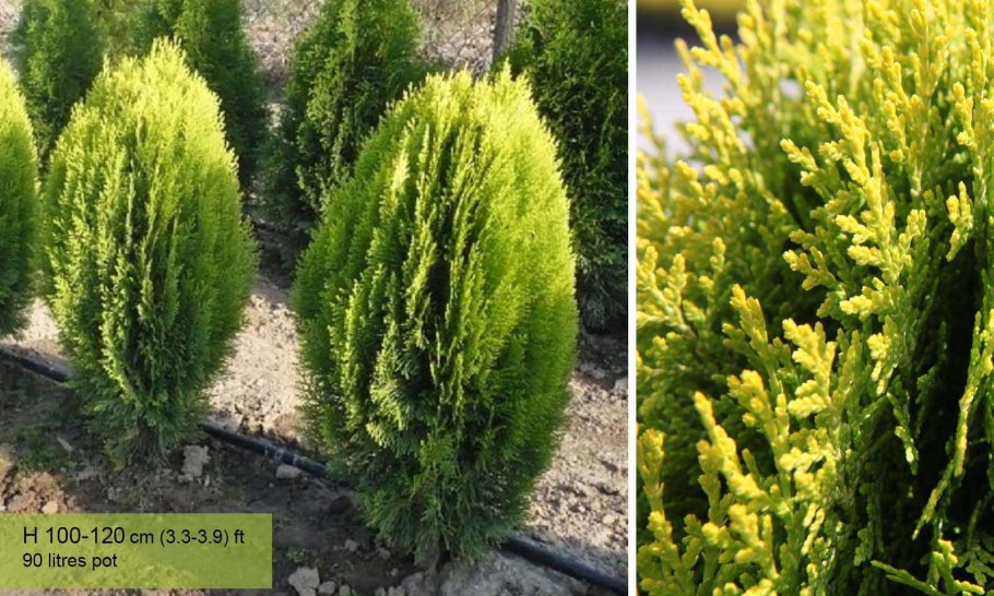 Туя складчатая Ауреа Нана