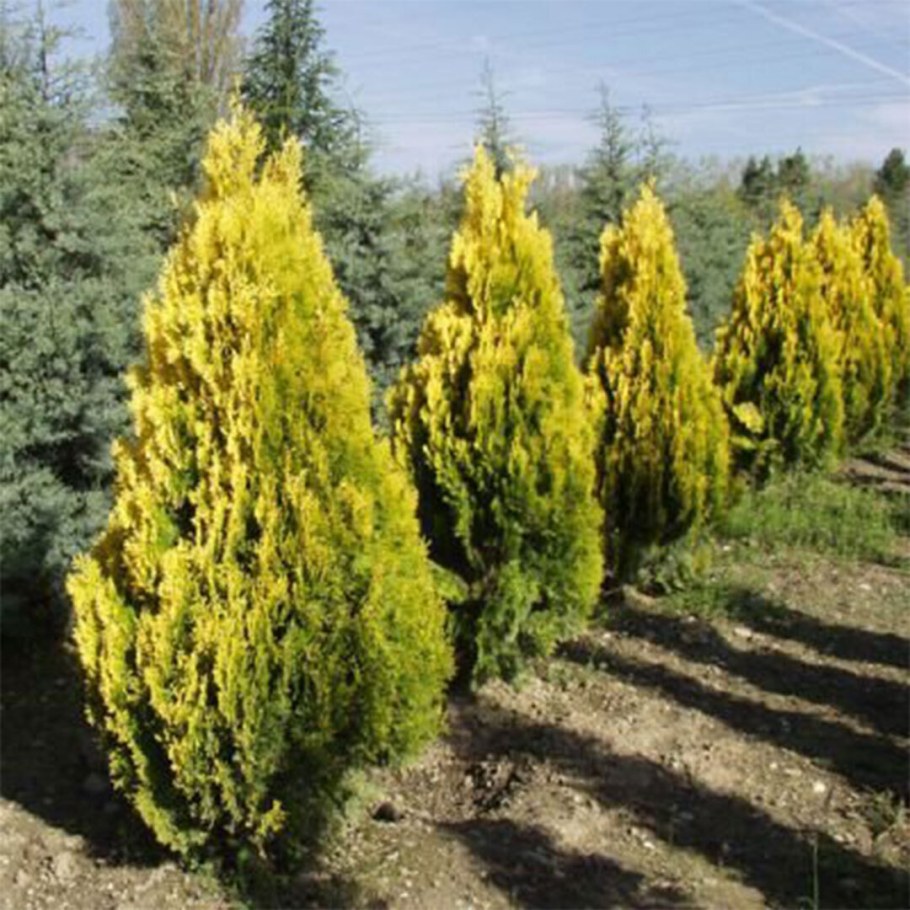 Туя Восточная Пирамидалис Аурея