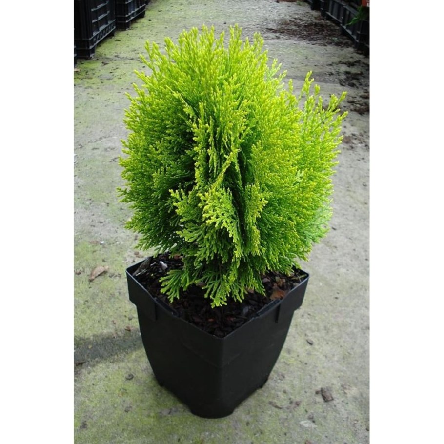 Туя Восточная Ауреа Нана