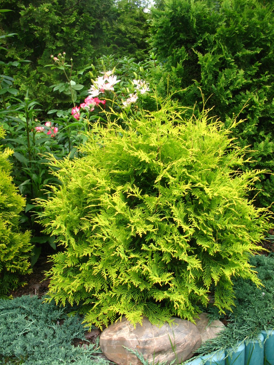 Туя Западная Danica Aurea Даника Ауреа