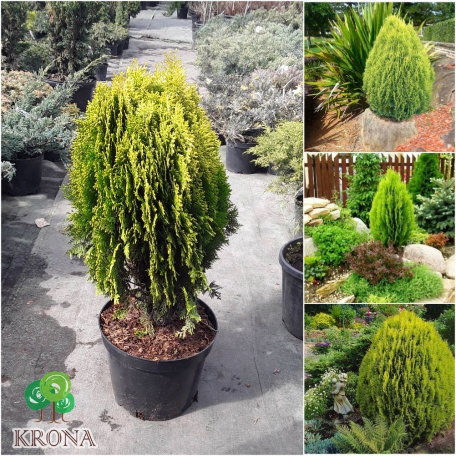 Туя Восточная Ауреа