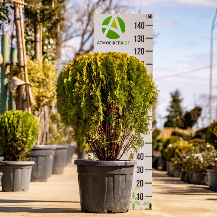 Тисы вечнозеленые