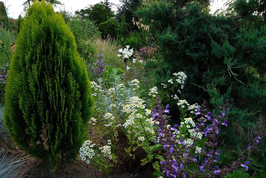 Туя Восточная Ауреа Нана