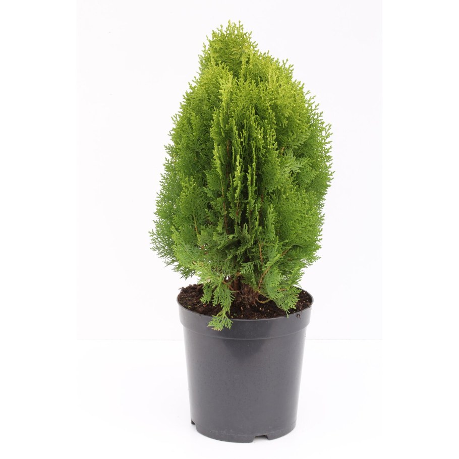 Туя Восточная Ауреа Нана