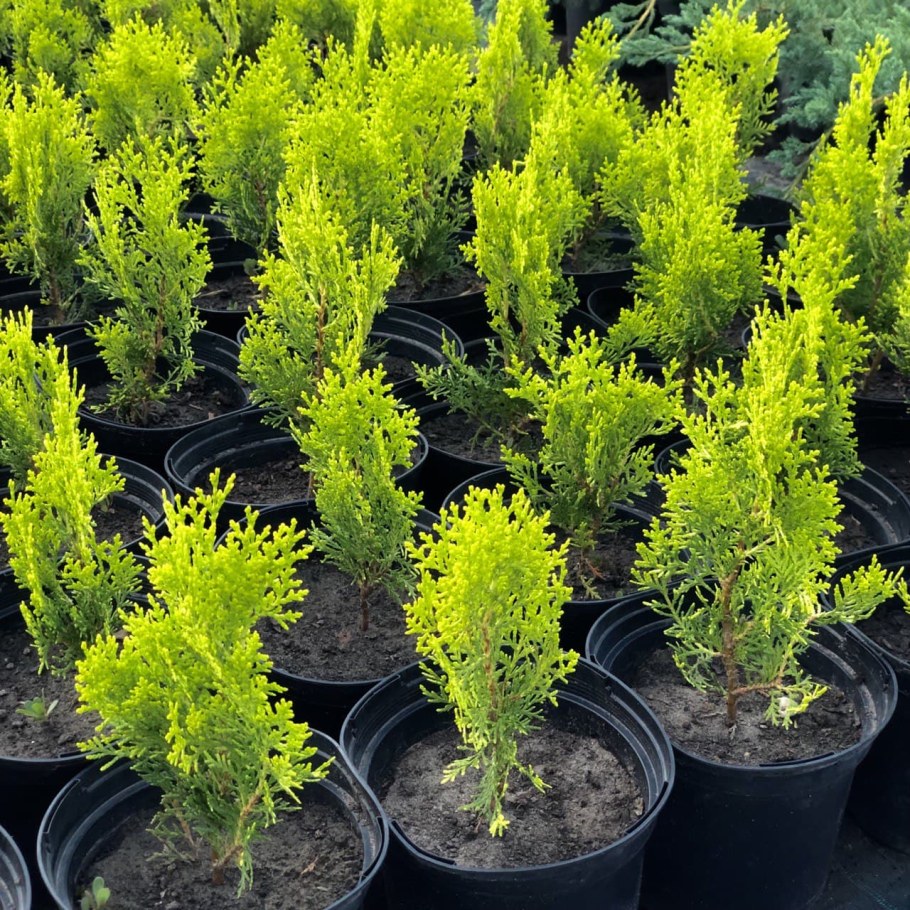 Туя Восточная Aurea Nana