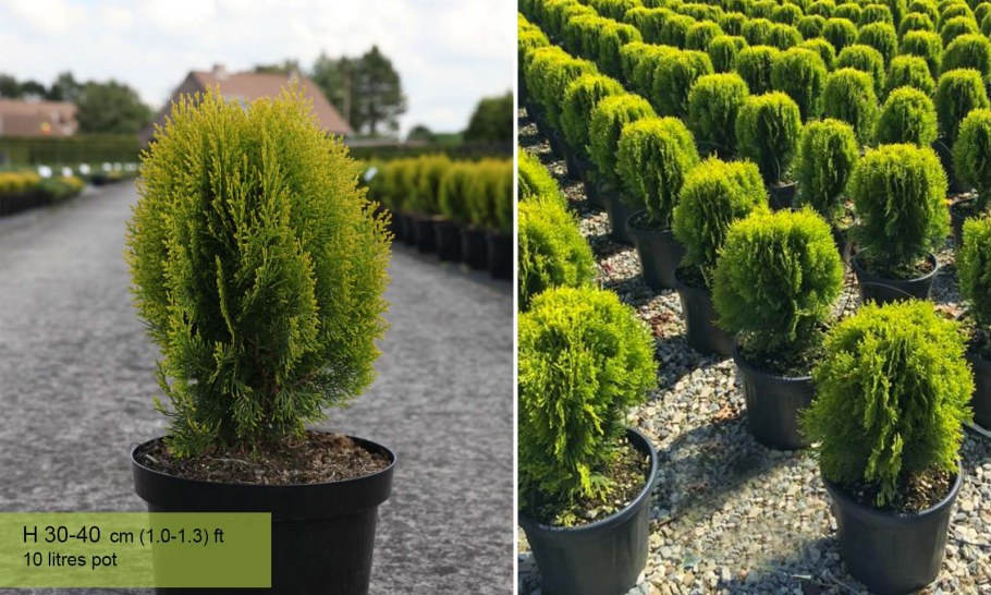 Туя Смарагд Ауреа