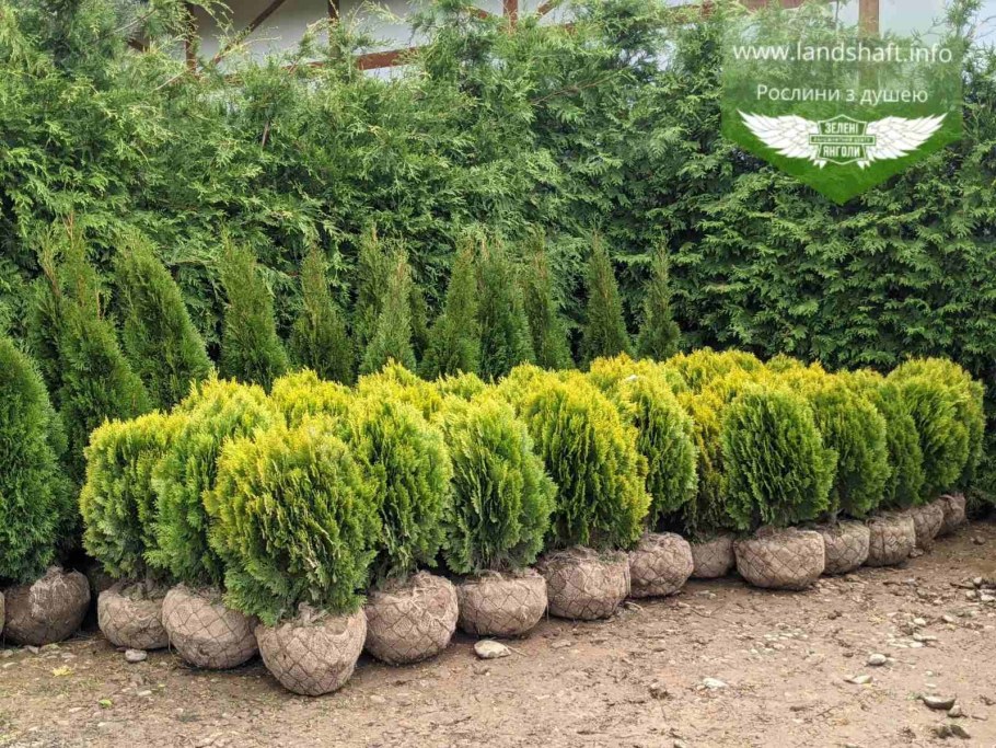 Туя Голден Ауреа Нана