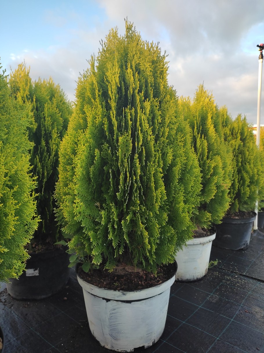 Туя Пирамидалис Ауреа