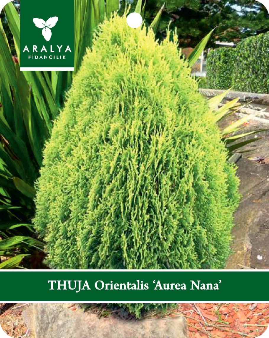 Туя Восточная Пирамидалис Ауреа