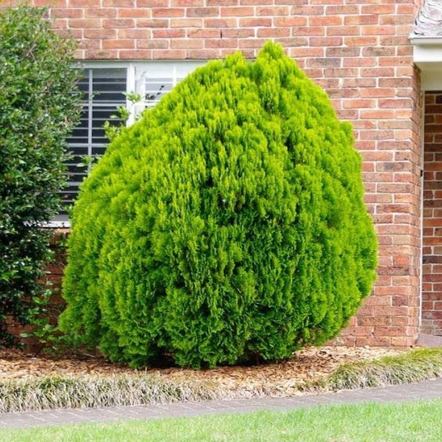 Туя Восточная Aurea Nana