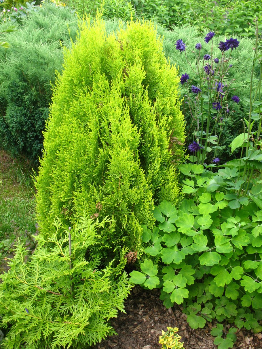 Туя Смарагд Ауреа