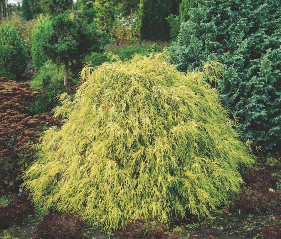 Кипарис горохоплодный Филифера Нана
