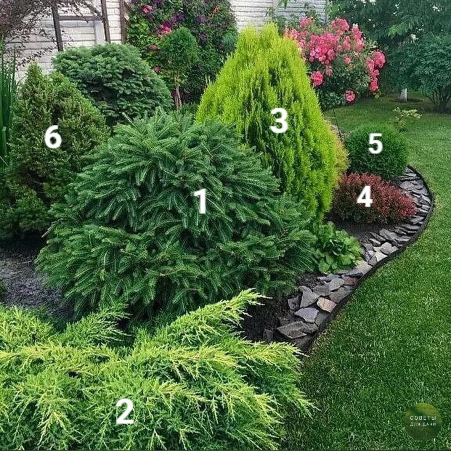 Туя можжевельник ландш