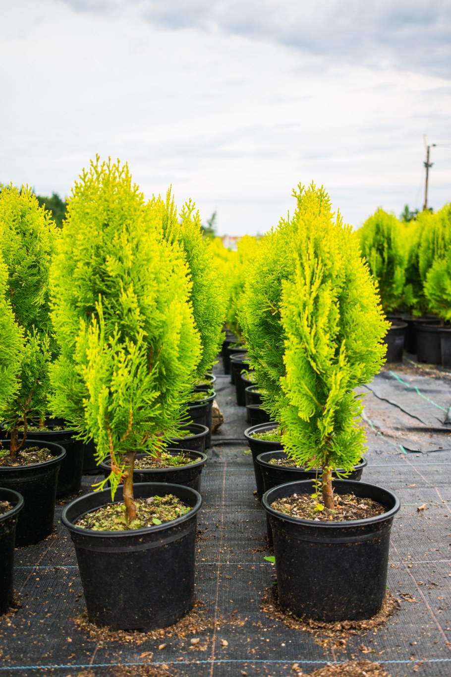 Туя Западная Ауреа Нана