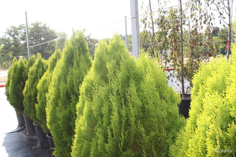 Туя Аурея Нана Голд