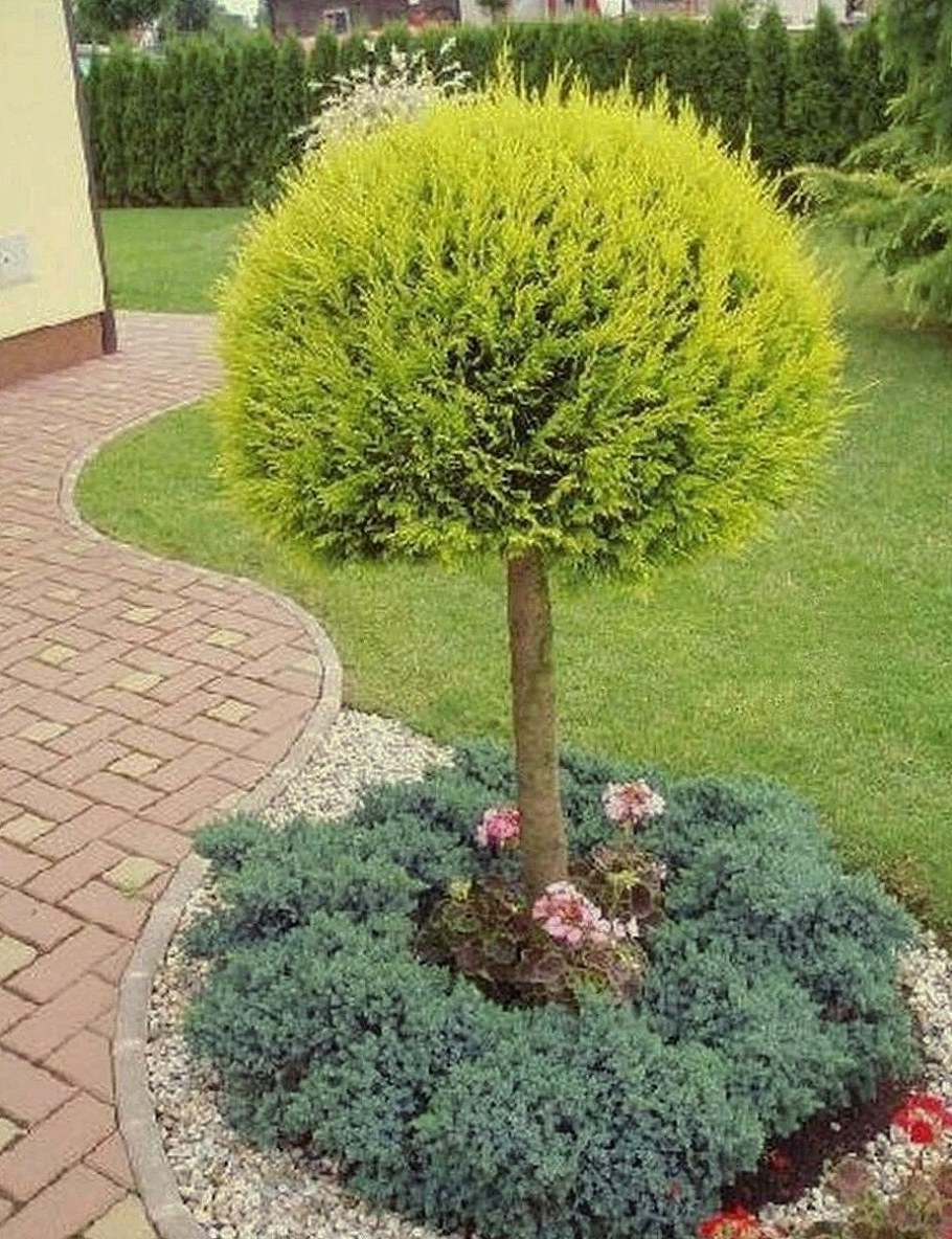 Туя Западная штамбовая