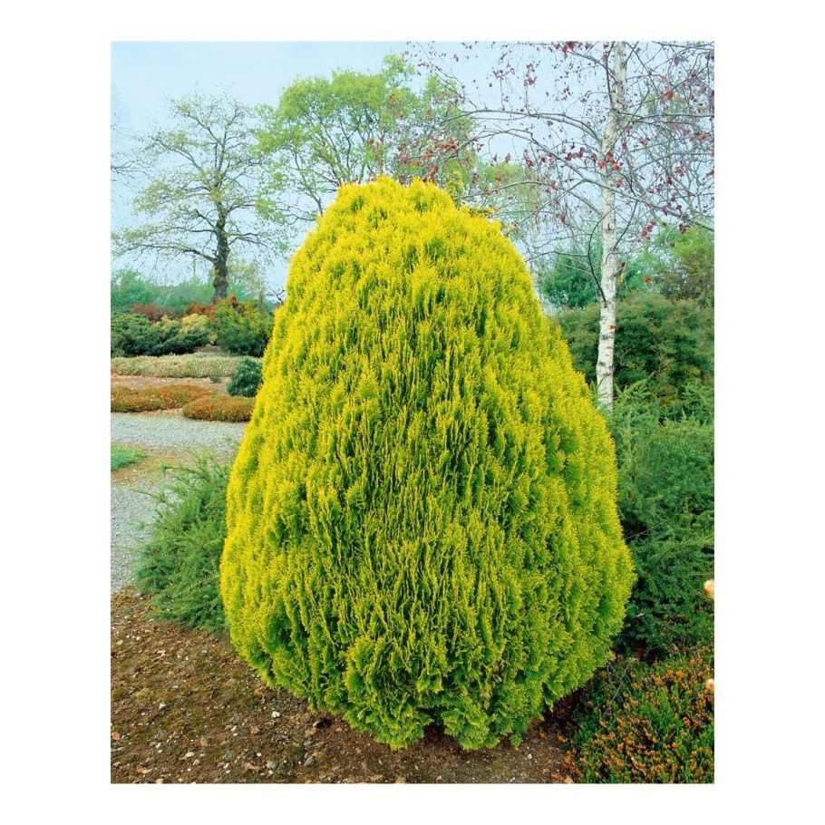 Туя Aurea Nana