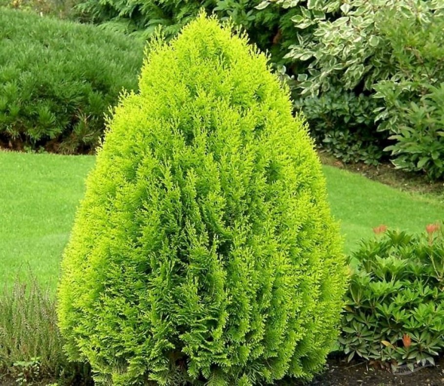 Туя Восточная Ауреа Нана