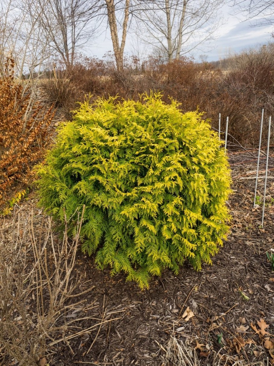 Туя Западная Ауреа Нана