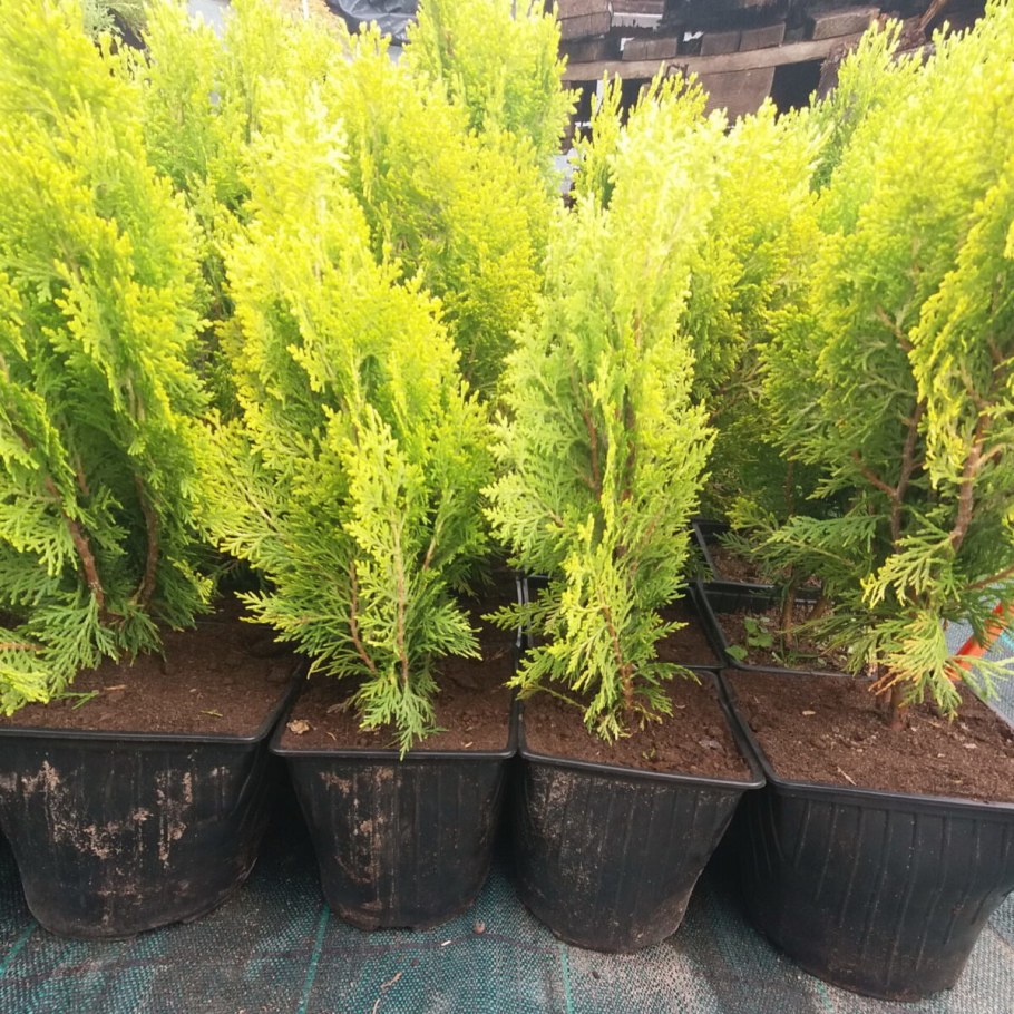 Туя Восточная Aurea Nana